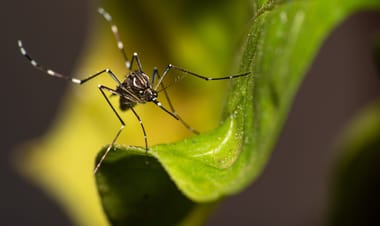 France grapples with surging tropical diseases amid spread of tiger mosquitoes