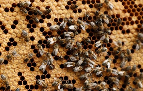 Putin and microplastics threaten bees’ survival