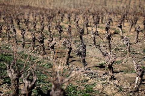 Spring drought threatens Europe’s farms and rivers